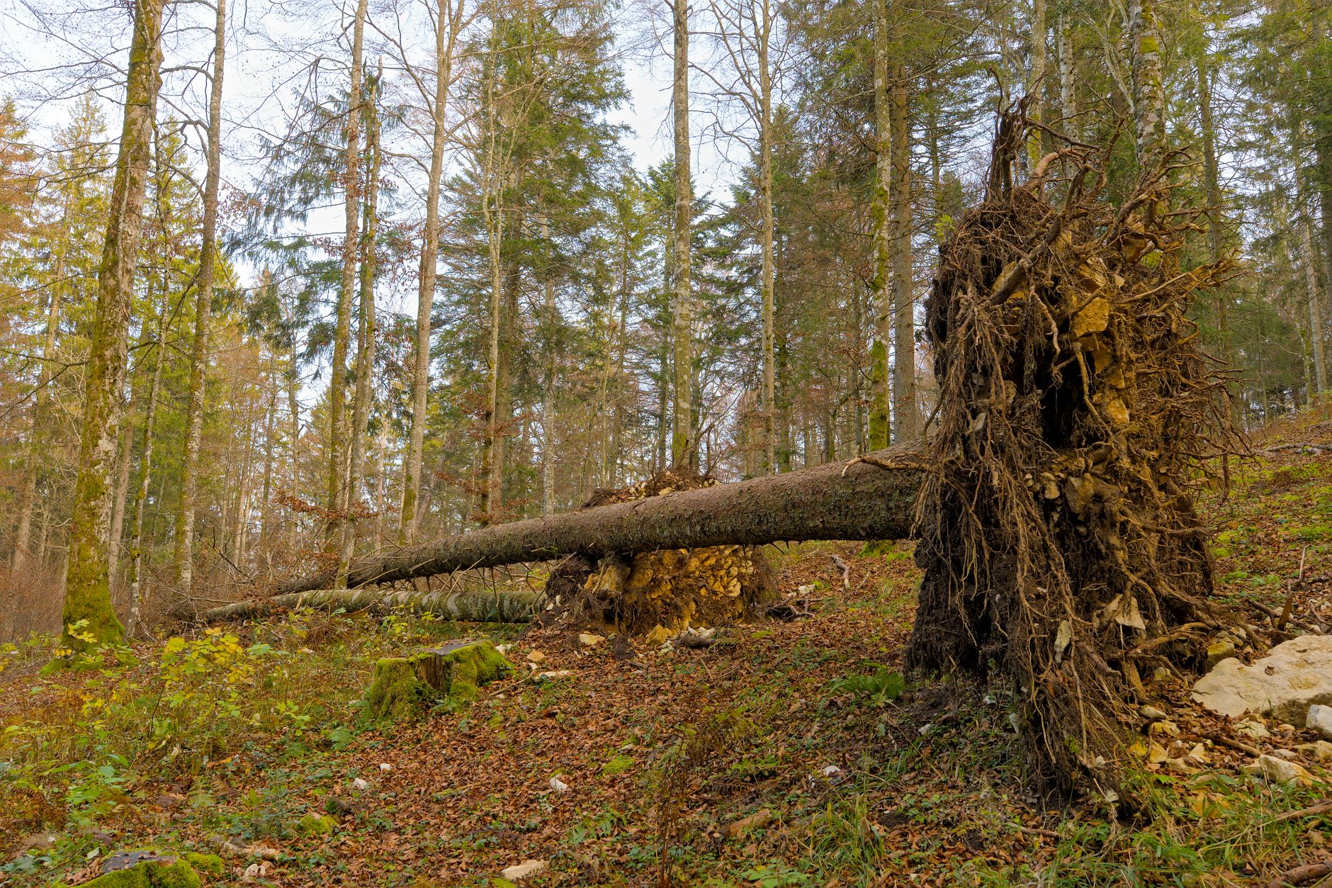 Enlèvement arbre urgence équipe à Nanterre